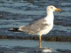 Yellow-legged Gull at Two Tree Island (Steve Arlow) (147740 bytes)